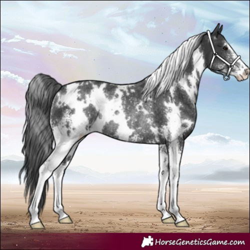 Horse Color:White Spotted Black Sabino Rabicano
