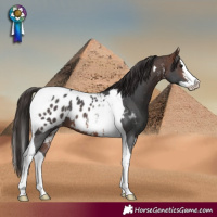 Horse Color:Brown Sabino Splash Tobiano Appaloosa 