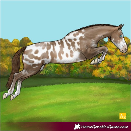 Horse Color:Gray Buckskin Pearl Sabino Appaloosa Rabicano 