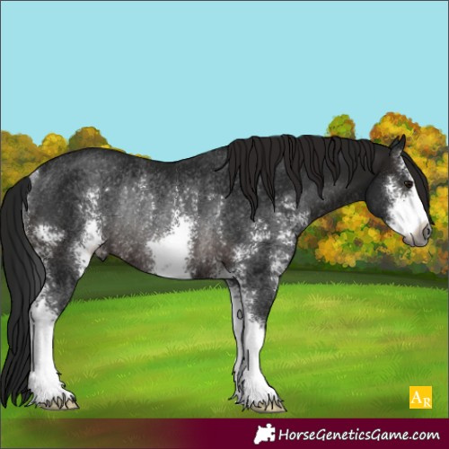 Horse Color:Gray Brown Sabino Rabicano 