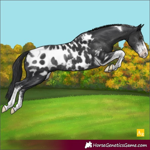 Horse Color:Black Sabino Tobiano Appaloosa Rabicano
