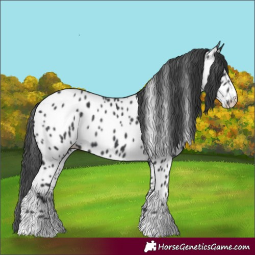 Horse Color:Black Near Leopard Rabicano