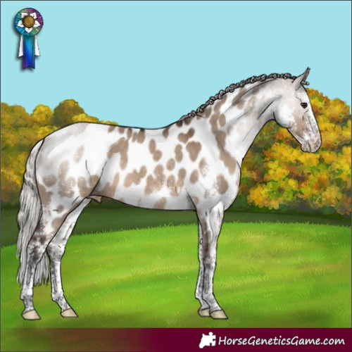 Horse Color:Silver Brown Dun Sabino Appaloosa Rabicano