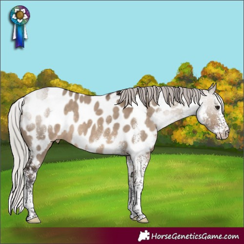Horse Color:Silver Brown Dun Sabino Appaloosa Rabicano