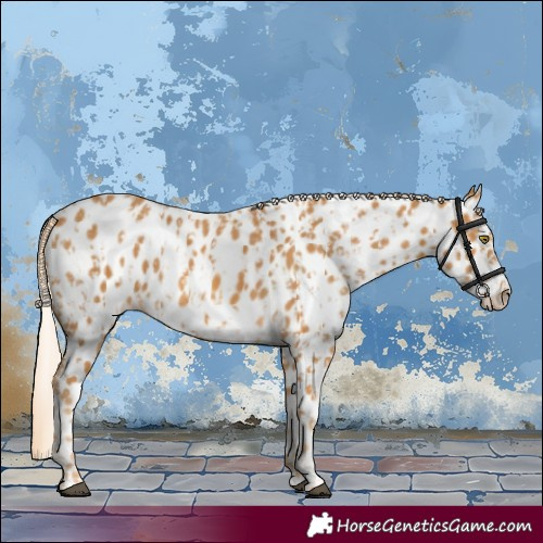 Horse Color:Palomino Appaloosa and Palomino Frame Appaloosa