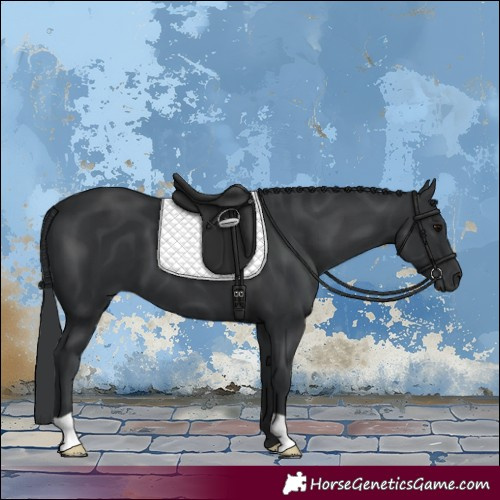 Horse Color:Unknown 
