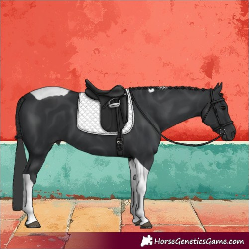 Horse Color:Black Tobiano