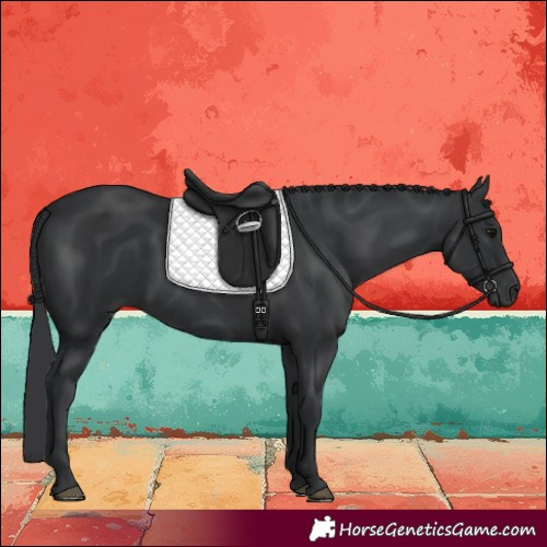 Horse Color:Unknown 