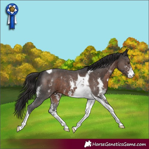 Horse Color:Liver Chestnut Sabino Tobiano 