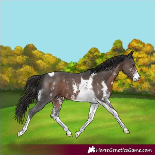 Horse Color:Liver Chestnut Sabino Tobiano 