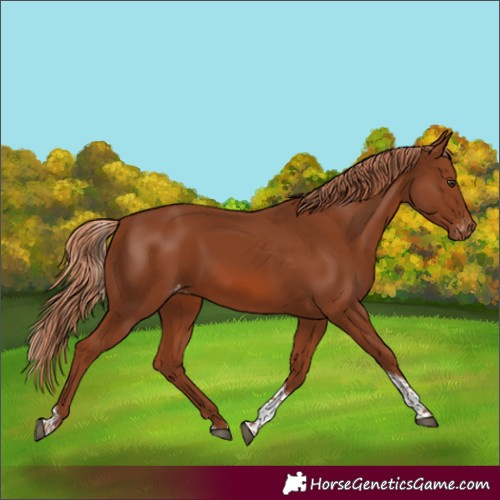 Horse Color:Chestnut Tobiano Appaloosa 