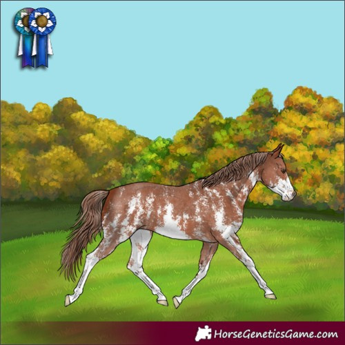 Horse Color:Chestnut Sabino