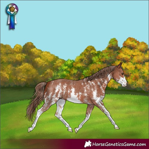Horse Color:Chestnut Sabino 