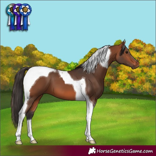 Horse Color:Bay Tobiano