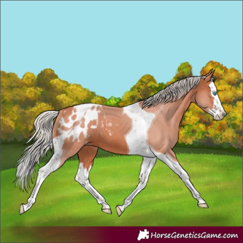Horse Color:Silver Bay Splash Tobiano Appaloosa