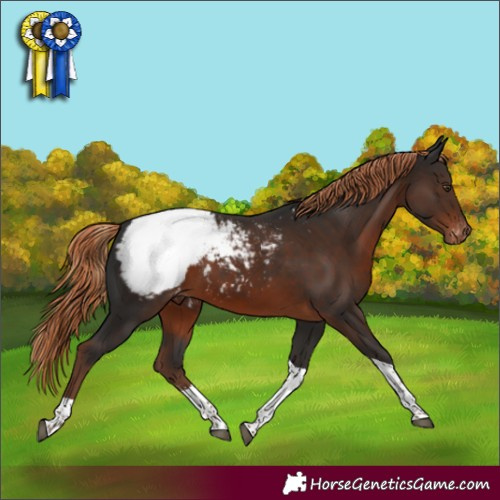 Horse Color:Liver Chestnut Sabino Tobiano Snowcap 
