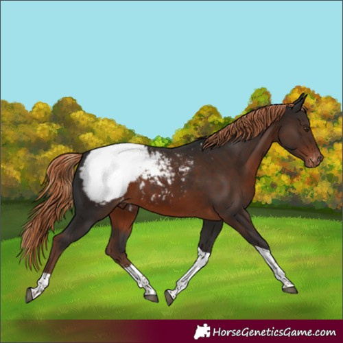 Horse Color:Liver Chestnut Sabino Tobiano Appaloosa