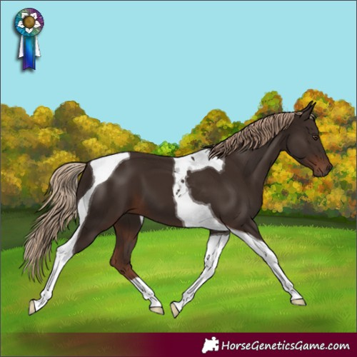 Horse Color:Liver Chestnut Tobiano 