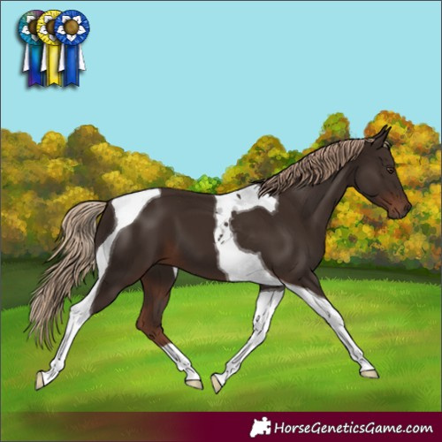 Horse Color:Liver Chestnut Tobiano