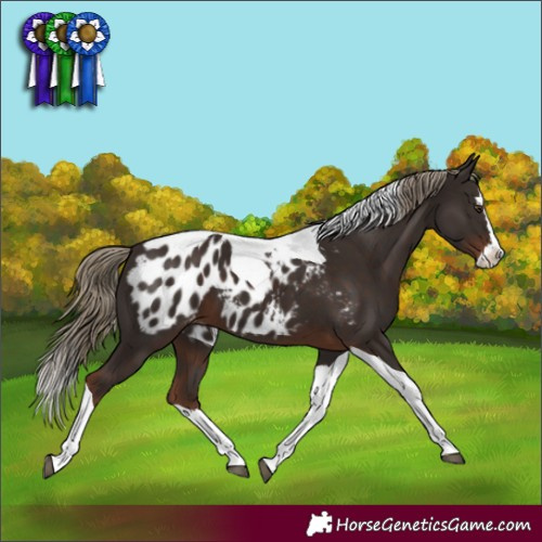 Horse Color:Liver Chestnut Splash Tobiano Blanket 