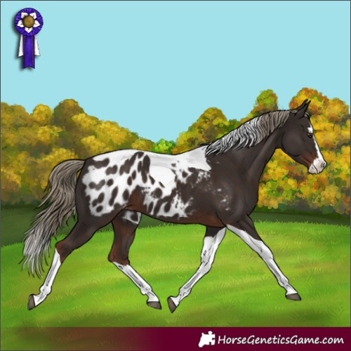 Horse Color:Liver Chestnut Splash Tobiano Appaloosa 