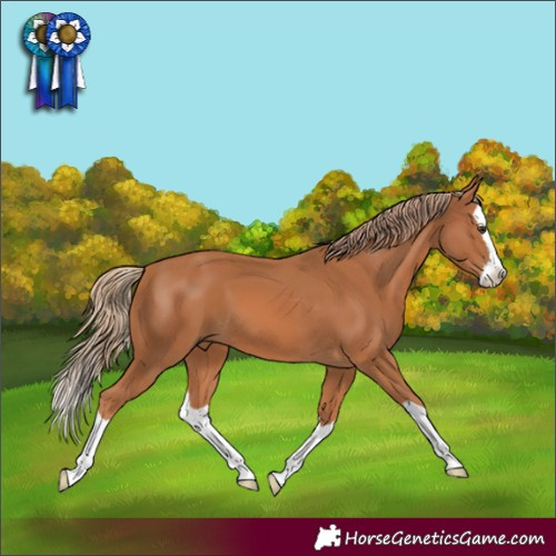 Horse Color:Chestnut Splash