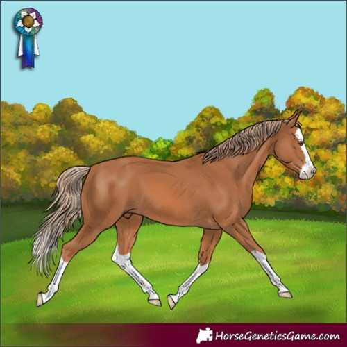 Horse Color:Chestnut Splash 