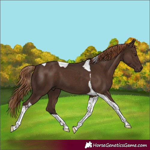 Horse Color:Liver Chestnut Tobiano