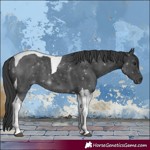 Horse Color:Black Tobiano 