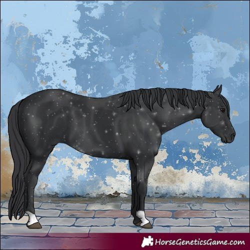 Horse Color:Black 