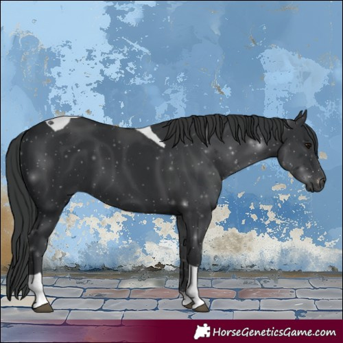 Horse Color:Black Tobiano 