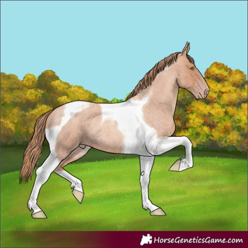 Horse Color:Gold Champagne Roan Tobiano