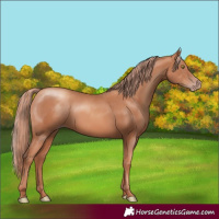 Horse Color:Gold Champagne 