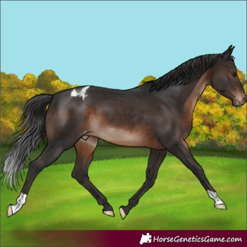 Horse Color:Brown Appaloosa 