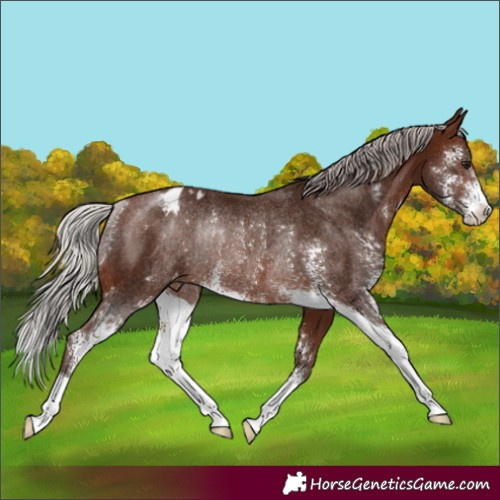 Horse Color:Silver Brown Sabino Appaloosa Rabicano 