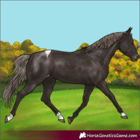 Horse Color:Liver Chestnut Varnish