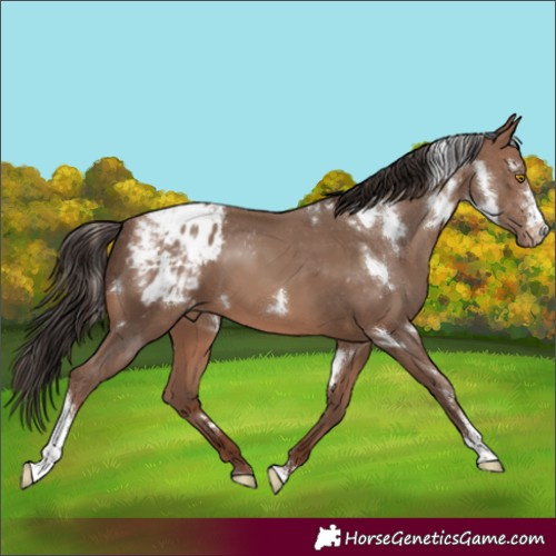 Horse Color:White Spotted Sable Champagne Sabino Appaloosa 