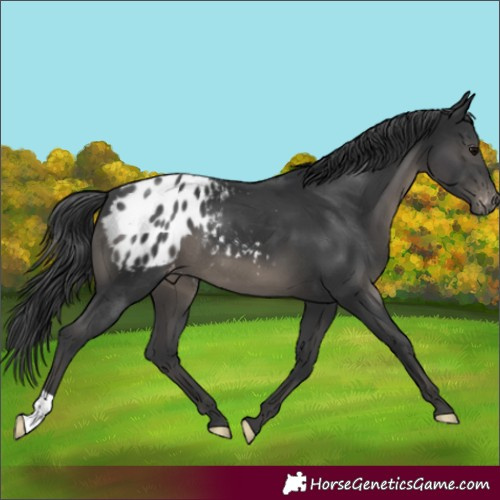 Horse Color:Black Appaloosa