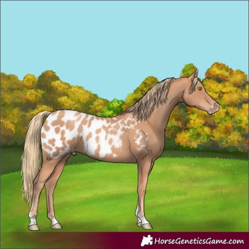 Horse Color:Gold Champagne Tobiano Appaloosa 