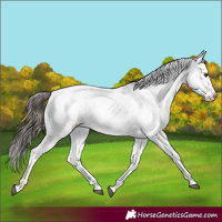 Horse Color:Bay Sabino Varnish 