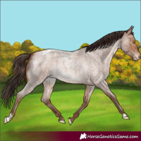 Horse Color:Amber Champagne Roan Varnish Rabicano 
