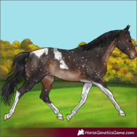 Horse Color:Brown Tobiano Snowcap Rabicano