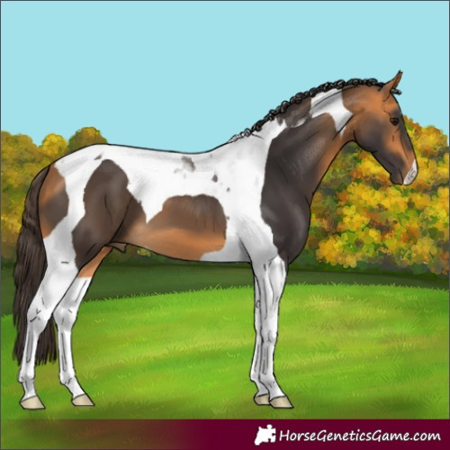 Horse Color:Buckskin Tobiano 