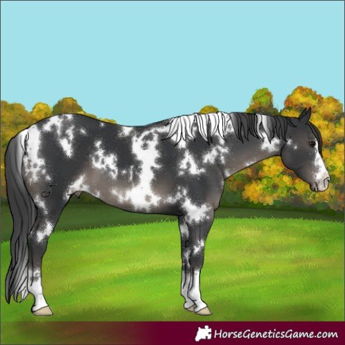 Horse Color:White Spotted Black Appaloosa 