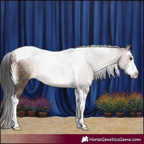 Horse Color:White Spotted Brown Dun Tobiano Appaloosa Rabicano 