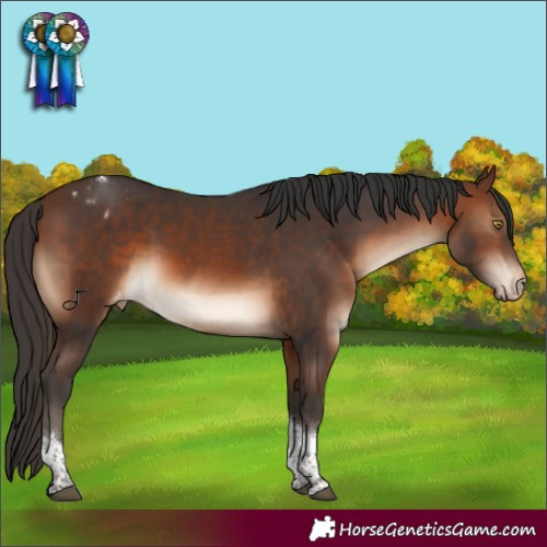 Horse Color:Brown Tobiano Appaloosa Rabicano