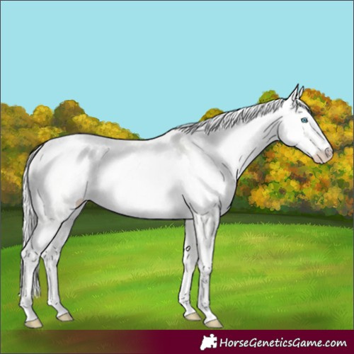 Horse Color:Cremello Dun 