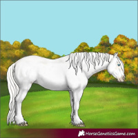Horse Color:White Spotted Silver Smoky Grullo Pearl Splash Frame 