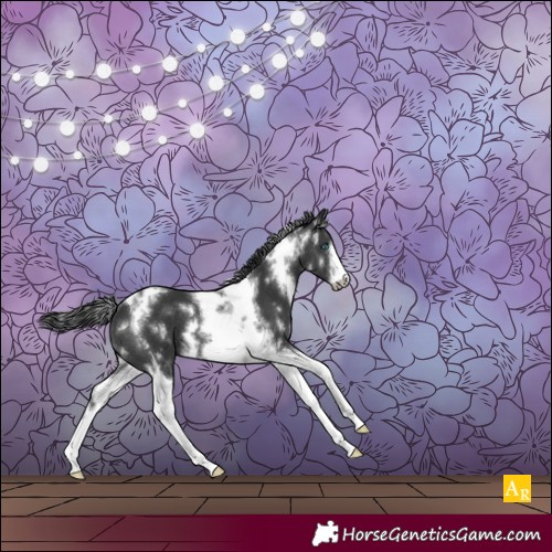 Horse Color:White Spotted Black Tobiano Frame