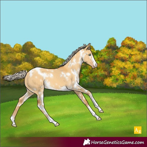 Horse Color:White Spotted Gold Cream Champagne Dun 